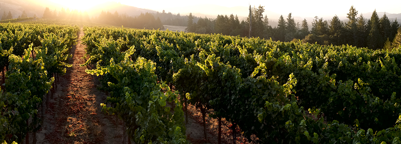 A Gift of the Land - Bravium Wines